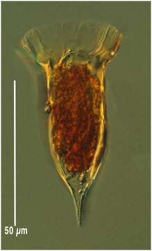 صورة Ormosella trachelium (Jörgensen) Kofoid & Campbell 1929