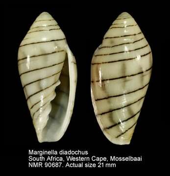 Image of Marginella diadochus A. Adams & Reeve 1850