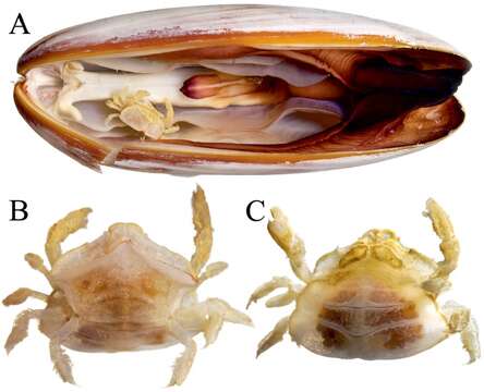 Image of Serenotheres Ahyong & P. K. L. Ng 2005