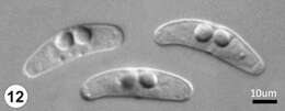 Image of myxozoans