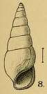 Image of Rissoina alabamensis Aldrich 1895
