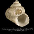 Image of Cantharidoscops clausus (Golikov & Gulbin 1978)