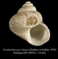 Image of Cantharidoscops clausus (Golikov & Gulbin 1978)