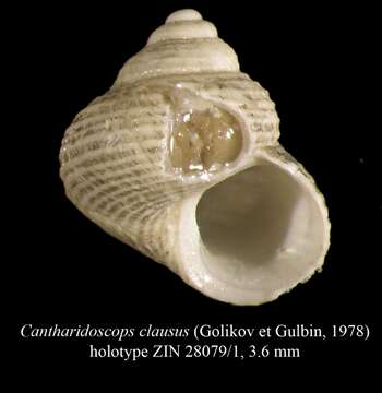 Image of Cantharidoscops clausus (Golikov & Gulbin 1978)