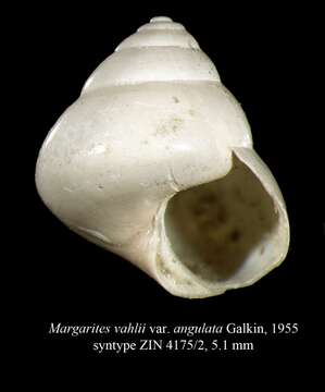 Image of Margarites angulatus Galkin 1955