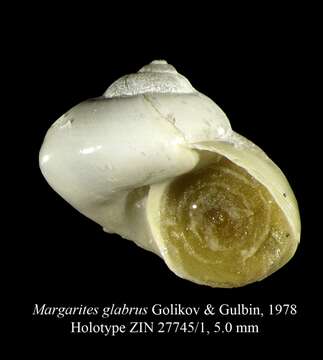 Image of Margarites glabrus Golikov & Gulbin 1978