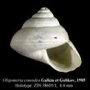 Image of Oligomeria conoidea Galkin & Golikov 1986