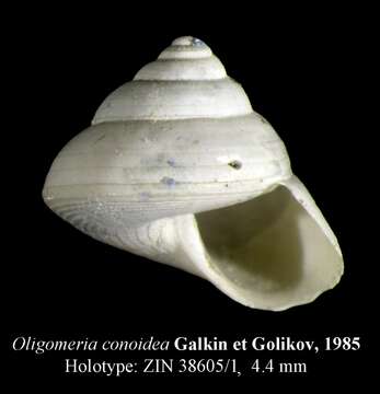 Image of Oligomeria Galkin & Golikov 1986