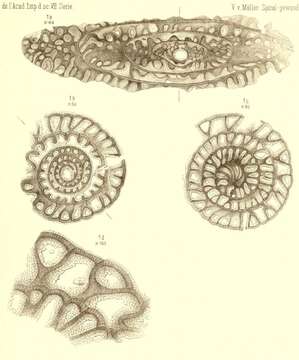 Image de Fusulina cylindrica Fischer de Waldheim 1830