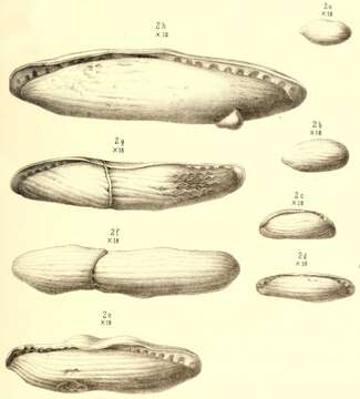 Image of Fusulina cylindrica Fischer de Waldheim 1830