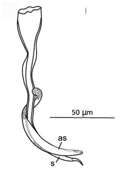 Image de Gallorhynchus schockaerti (Noldt 1989)