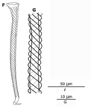 Image of Gallorhynchus faroensis Schockaert, Tessens & Artois 2017