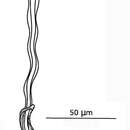 Image of Gallorhynchus mediterraneus Schockaert & Brunet 1971