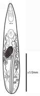 Image of Gallorhynchus bidaformis Artois & Schockaert 2017