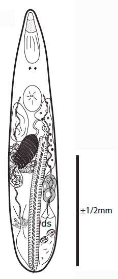 Image of Gallorhynchus bidaformis Artois & Schockaert 2017