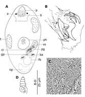 Image of Pocillorhynchus