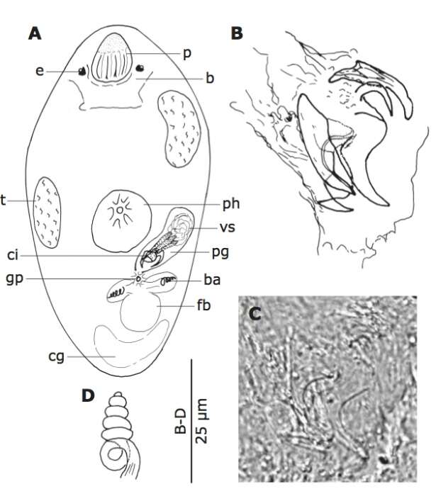 Image of Pocillorhynchus