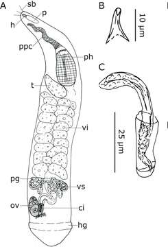 Image of Cheliplana pileola Jouk & De Vocht 1989