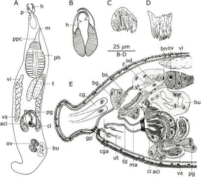 Image of Baltoplana cupressus