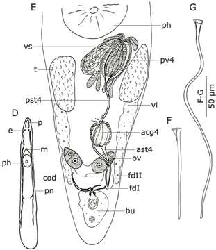 Phonorhynchoides gondwanae Willems & Artois 2017的图像