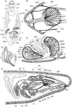 Image of Koinocystididae