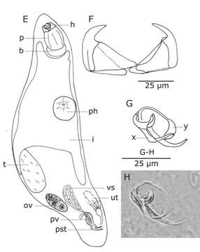 Слика од Uncinorhynchus linusi