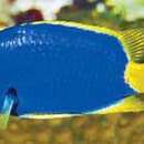 Image of yellowfin Chromis