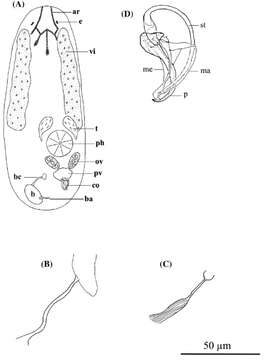 Image of Parapharyngiella caribbaea Diez, Reygel & Artois 2018