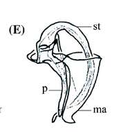 Image of Parapharyngiella