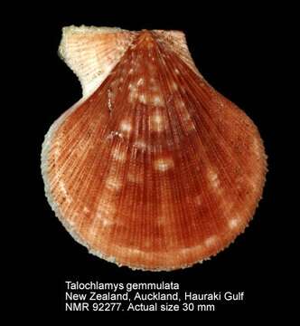 Image of Talochlamys gemmulata (Reeve 1853)