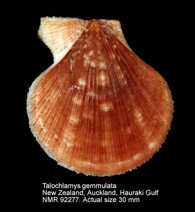 Image of Talochlamys gemmulata (Reeve 1853)