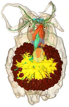 Image of Bathyhedyle Neusser, Jörger, Lodde-Bensch, E. E. Strong & Schrödl 2016