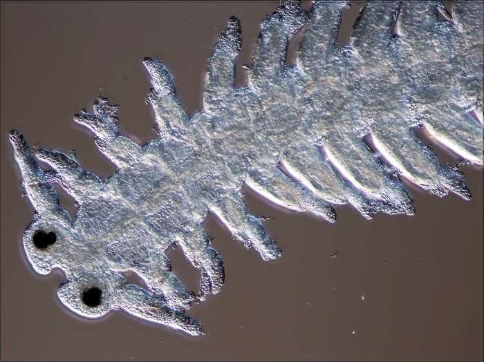 Image of Ramisyllis multicaudata Glasby, Schroeder & Aguado 2012