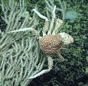 Image of Paralomis cubensis Chace 1939