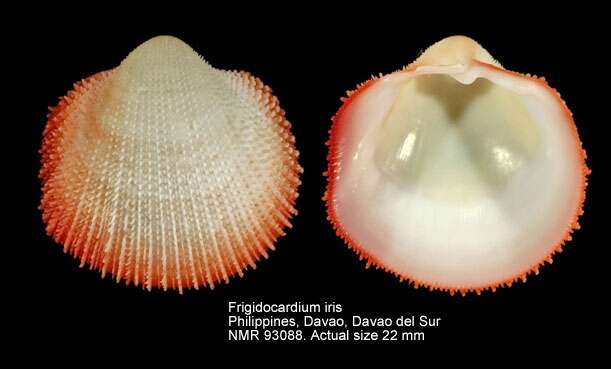 Image of Frigidocardium iris M. Huber & ter Poorten 2007