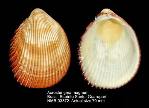 Image of Acrosterigma magnum (Linnaeus 1758)