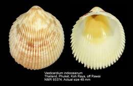 Image of Vasticardium indioceanum (Vidal 1993)