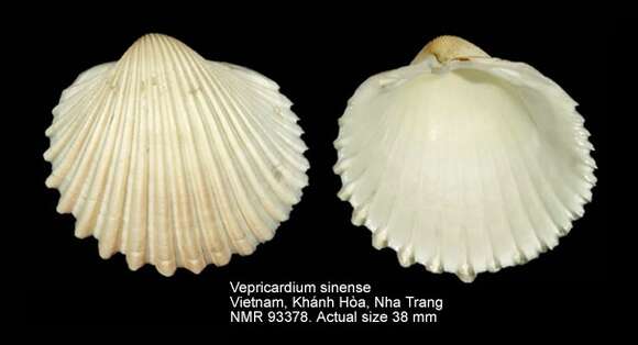 Image of Vepricardium sinense (G. B. Sowerby II 1839)