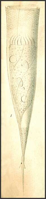 Image of Xystonella treforti (Daday 1887)