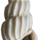 Image of Schwartziella guyanensis Faber 2018