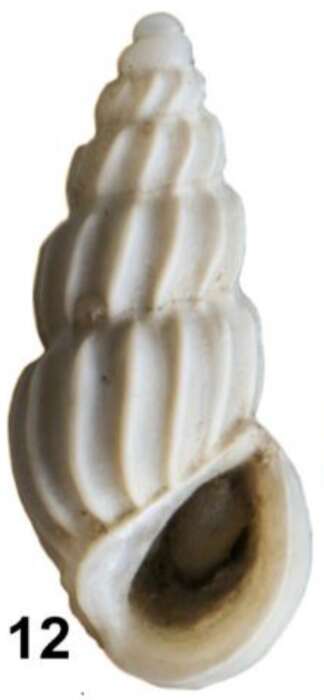 Image of Schwartziella guyanensis Faber 2018