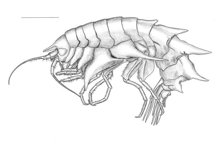 Image of Amphilochidea Boeck 1871