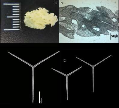 Image of Clathrina maremeccae Van Soest & De Voogd 2018