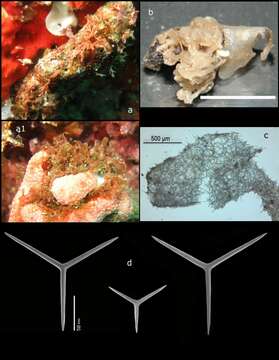 Clathrina repens Van Soest & De Voogd 2018 resmi