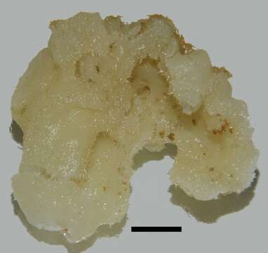 Image of Leucandra mozambiquensis Van Soest & De Voogd 2018