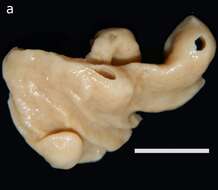 Image of Kebira tetractinifera Van Soest & De Voogd 2018