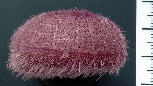 Image of Paleopneustes A. Agassiz 1873