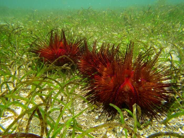 Image of Blue-Spotted Sea Urchin