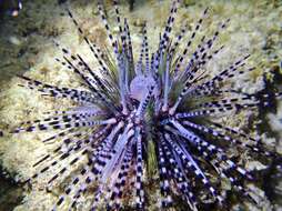 Image of banded sea urchin