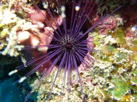 Image of tuft urchin